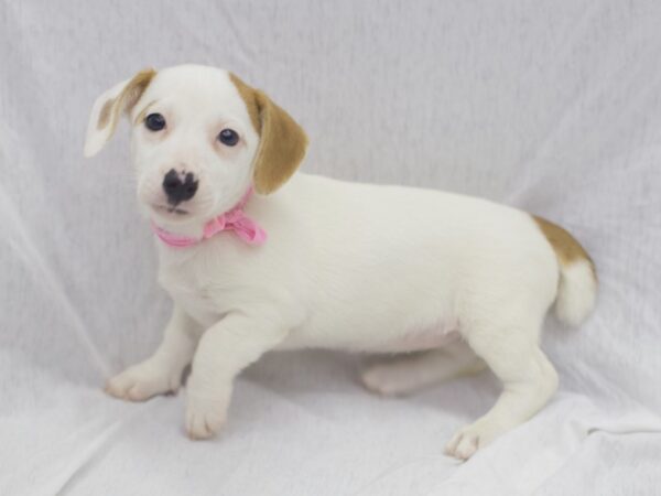 Jack Russell Terrier DOG Female White with Brown Markings 11115 Petland Wichita, Kansas