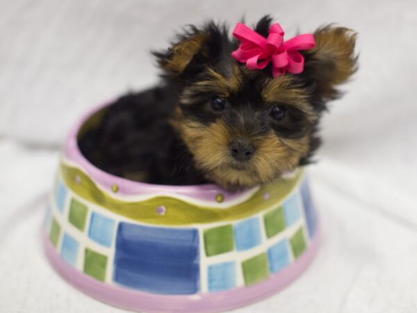 Yorkshire Terrier DOG Female Black and Tan 11128 Petland Wichita, Kansas