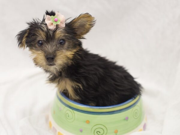 Yorkshire Terrier DOG Female Black and Tan 11127 Petland Wichita, Kansas