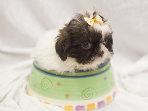 Shih Tzu DOG Female Chocolate and White 11133 Petland Wichita, Kansas