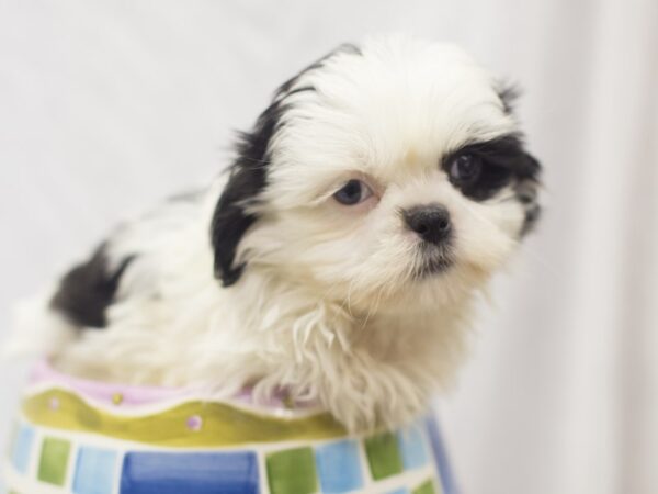 Shih Tzu DOG Male Black and White 11132 Petland Wichita, Kansas