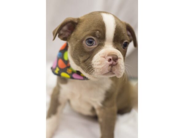 Boston Terrier-DOG-Male-Red and White-11130-Petland Wichita, Kansas