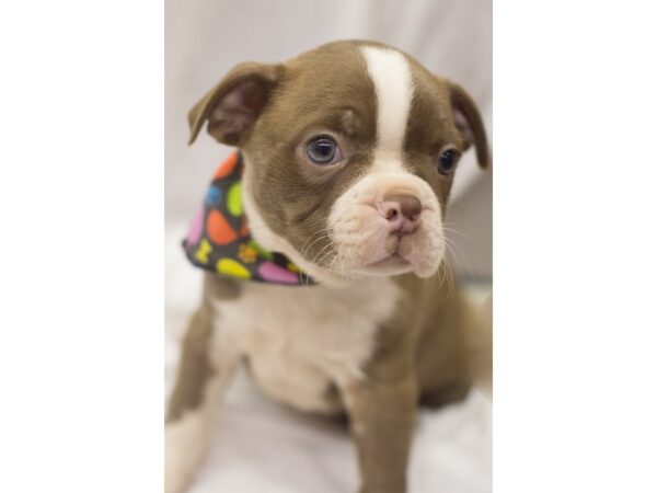 Boston Terrier DOG Male Red and White 11130 Petland Wichita, Kansas