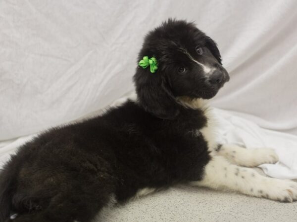 Newfoundland DOG Female Black and White 11119 Petland Wichita, Kansas