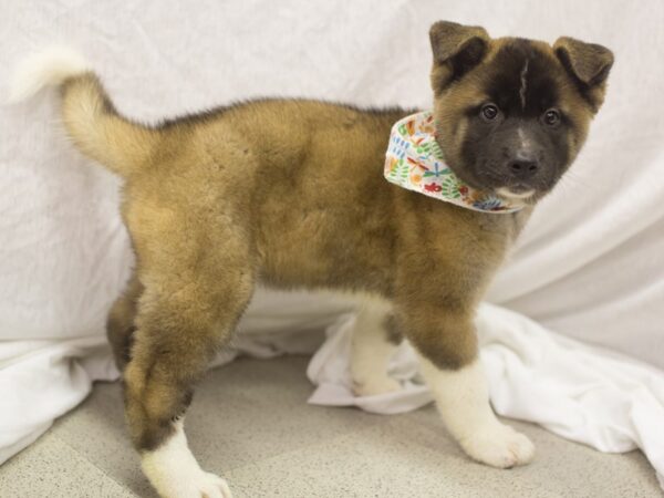 Akita-DOG-Male-Red with Black Overlay-11116-Petland Wichita, Kansas