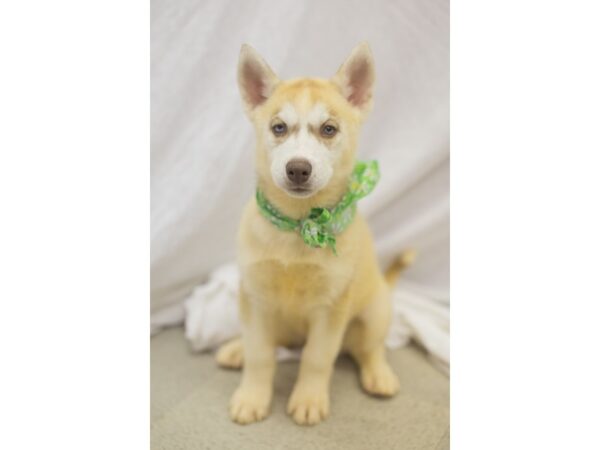 Siberian Husky-DOG-Female-Red and White-11113-Petland Wichita, Kansas