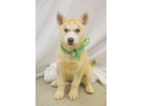 Siberian Husky DOG Female Red and White 11113 Petland Wichita, Kansas