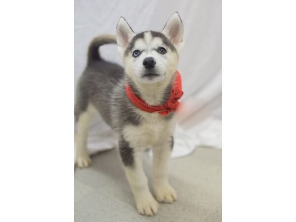 Siberian Husky DOG Male Black and White 11112 Petland Wichita, Kansas