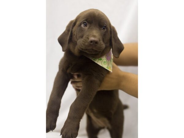 Labrador Retriever DOG Female Chocolate 11110 Petland Wichita, Kansas