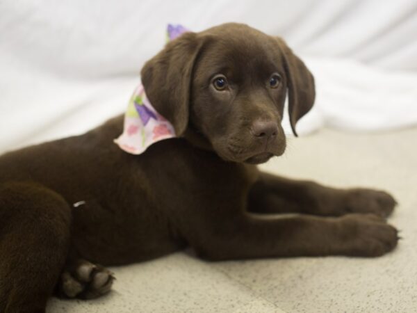 Labrador Retriever DOG Female Chocolate 11109 Petland Wichita, Kansas