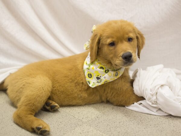 Golden Retriever DOG Male Golden 11106 Petland Wichita, Kansas