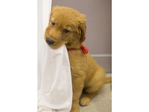 Golden Retriever DOG Male Golden 11107 Petland Wichita, Kansas