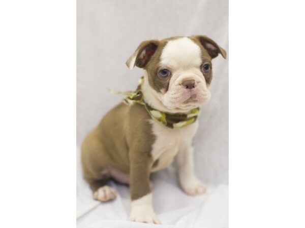 Boston Terrier DOG Male Red and White 11131 Petland Wichita, Kansas