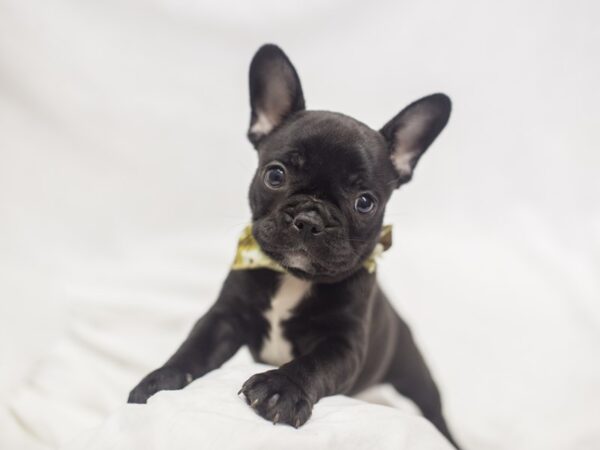 French Bulldog DOG Male Black 11134 Petland Wichita, Kansas