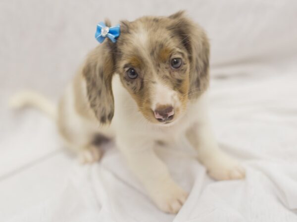 Miniature Dachshund DOG Female Chocolate Dapple Piebald 11122 Petland Wichita, Kansas