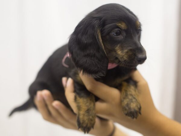 Miniature Dachshund DOG Female Black and Tan 11121 Petland Wichita, Kansas