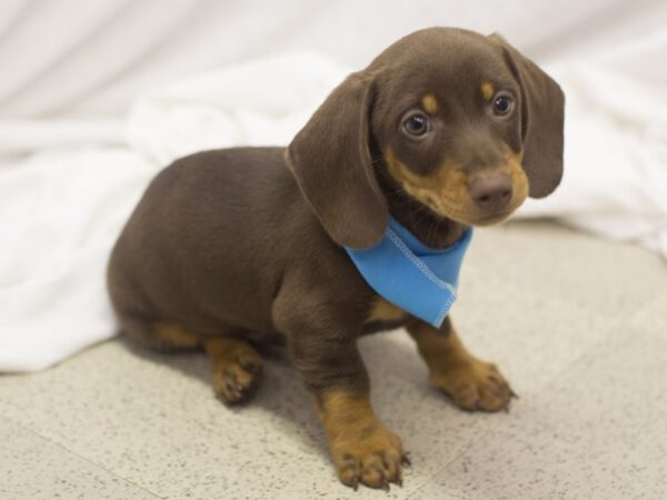 Miniature Dachshund DOG Male Chocolate and Tan 11125 Petland Wichita, Kansas