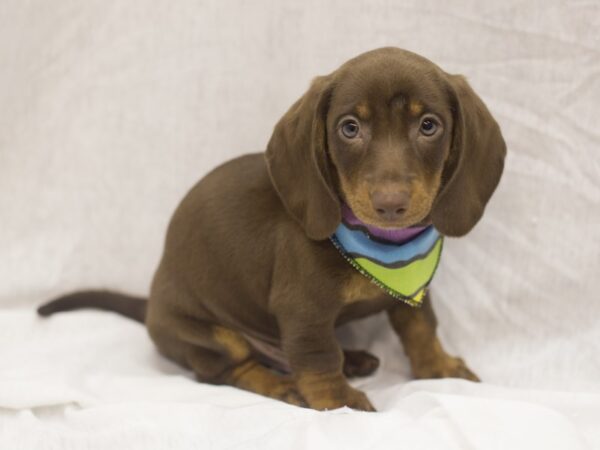 Miniature Dachshund DOG Male Chocolate and Tan 11126 Petland Wichita, Kansas