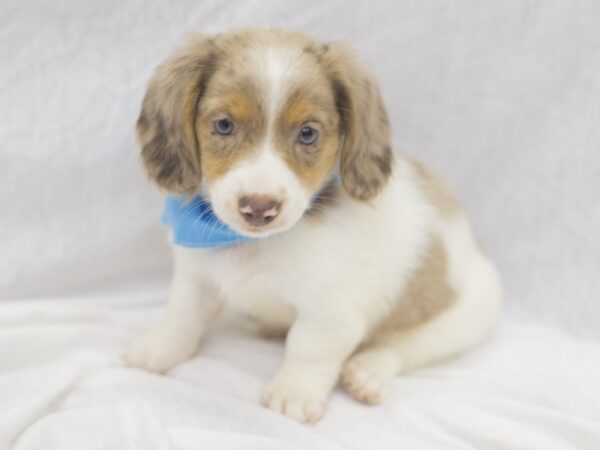 Miniature Dachshund DOG Male Chocolate Dapple Piebald 11123 Petland Wichita, Kansas