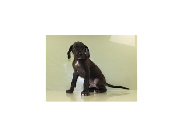 Great Dane DOG Male Black 11147 Petland Wichita, Kansas