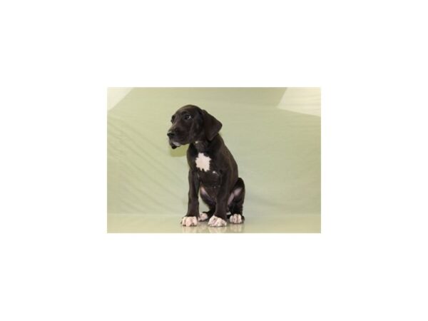 Great Dane-DOG-Female-Black-11148-Petland Wichita, Kansas