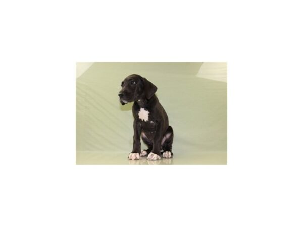 Great Dane DOG Female Black 11148 Petland Wichita, Kansas