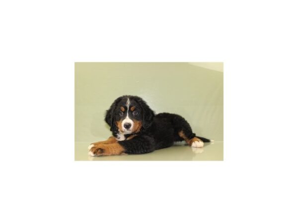 Bernese Mountain Dog DOG Male Black Tan and White 11370 Petland Wichita, Kansas