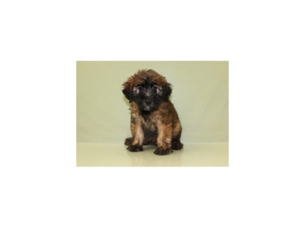 Soft Coated Wheaten Terrier-DOG-Male-Wheaten-11155-Petland Wichita, Kansas
