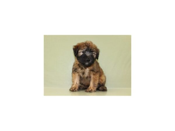 Soft Coated Wheaten Terrier DOG Male Wheaten 11156 Petland Wichita, Kansas