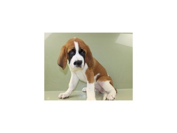 Saint Bernard-DOG-Female-Orange and White-11151-Petland Wichita, Kansas