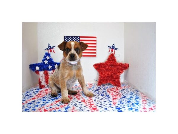 Heeler-DOG-Male-Red-11166-Petland Wichita, Kansas