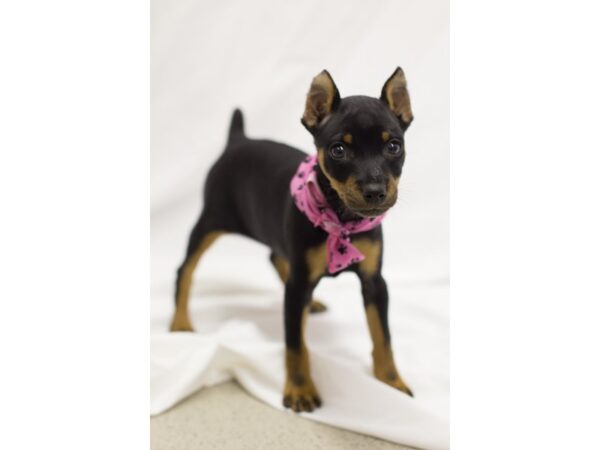 Miniature Pinscher DOG Female Black and Tan 11146 Petland Wichita, Kansas