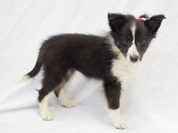 Shetland Sheepdog DOG Female Black and White 11153 Petland Wichita, Kansas