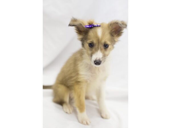 Shetland Sheepdog DOG Female Sable and White 11152 Petland Wichita, Kansas