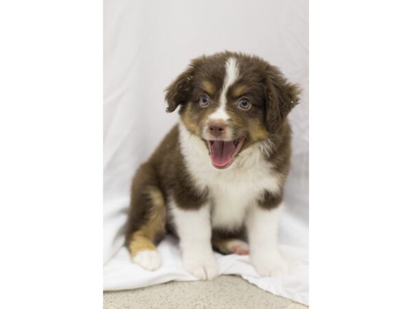 Toy Australian Shepherd DOG Male Red Tri 11145 Petland Wichita, Kansas