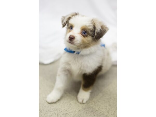 Toy Australian Shepherd DOG Male Red Merle 11144 Petland Wichita, Kansas