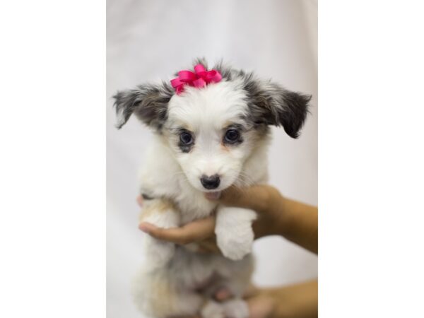 Toy Australian Shepherd DOG Female Blue Merle 11143 Petland Wichita, Kansas