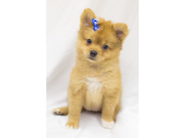 Pomeranian DOG Female Red 11164 Petland Wichita, Kansas