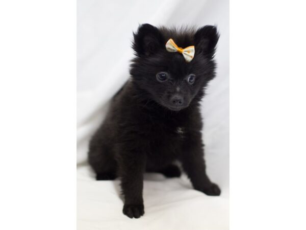 Pomeranian DOG Female Black 11163 Petland Wichita, Kansas