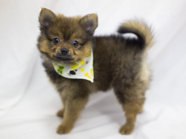 Pomeranian DOG Male Wolf Sable 11162 Petland Wichita, Kansas