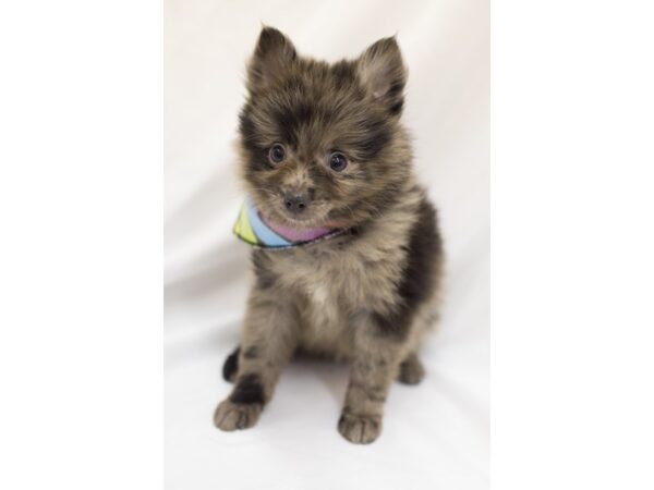 Pomeranian DOG Male Blue Merle 11161 Petland Wichita, Kansas