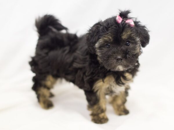 Shorkie-Poo-DOG-Female-Brindle-11169-Petland Wichita, Kansas