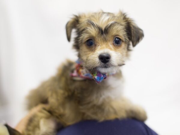 Shorkie-Poo DOG Female Sable 11168 Petland Wichita, Kansas