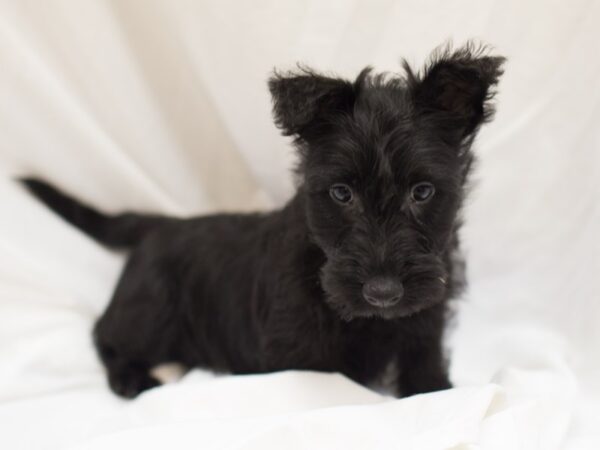 Scottish Terrier DOG Male Black 11160 Petland Wichita, Kansas