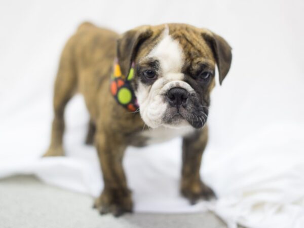 English Bulldog DOG Male Brindle and White 11165 Petland Wichita, Kansas