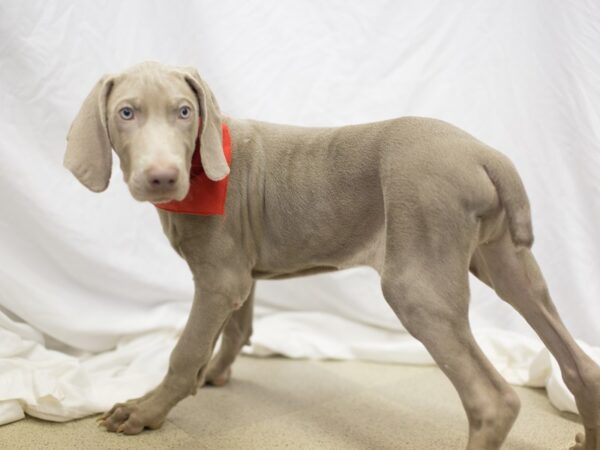 Weimaraner DOG Male Silver Grey 11157 Petland Wichita, Kansas