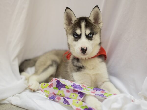 Siberian Husky DOG Male Black and White 11154 Petland Wichita, Kansas