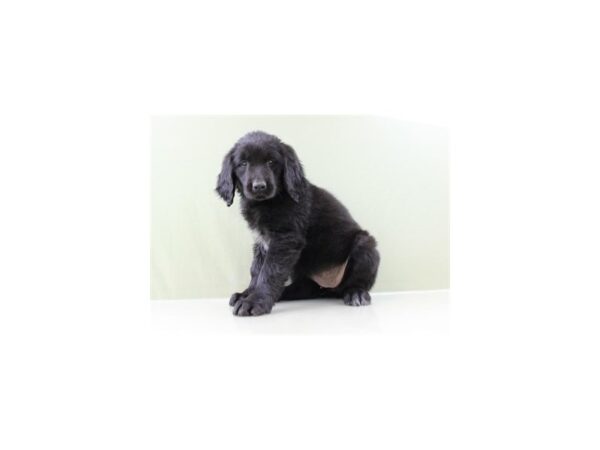 Newfoundland-DOG-Female-Black-11172-Petland Wichita, Kansas