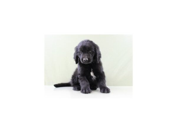 Newfoundland DOG Male Black 11173 Petland Wichita, Kansas