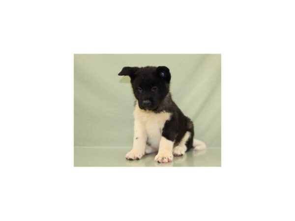 Akita DOG Male Black 11170 Petland Wichita, Kansas